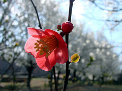 Quince flower on bush