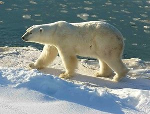 Polar Bear at Cape Churchill (Wapusk National ...