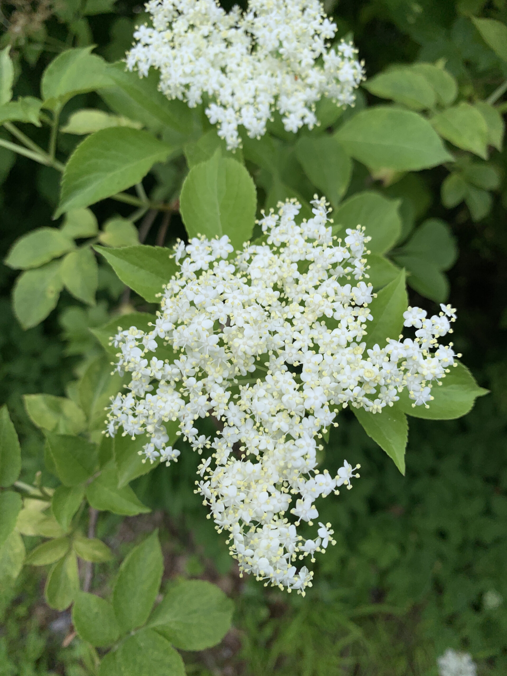 Elderberry Flower Bread Jure Čuhalev
